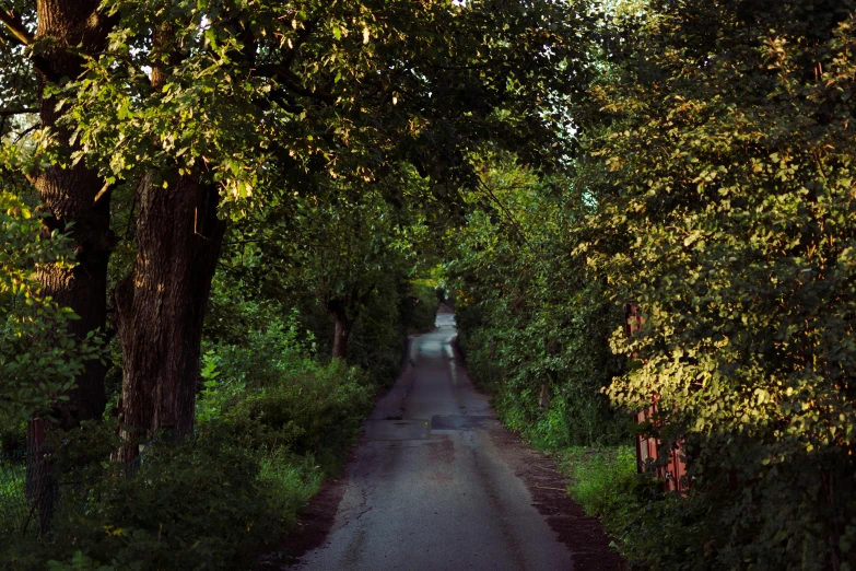 the car is approaching and heading up into the forest