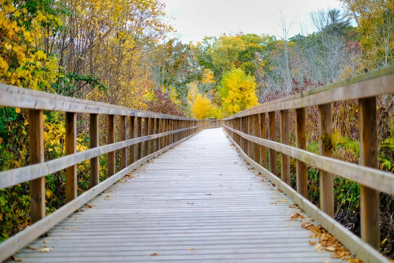 a wooden bridge that is going over a lake in the woods