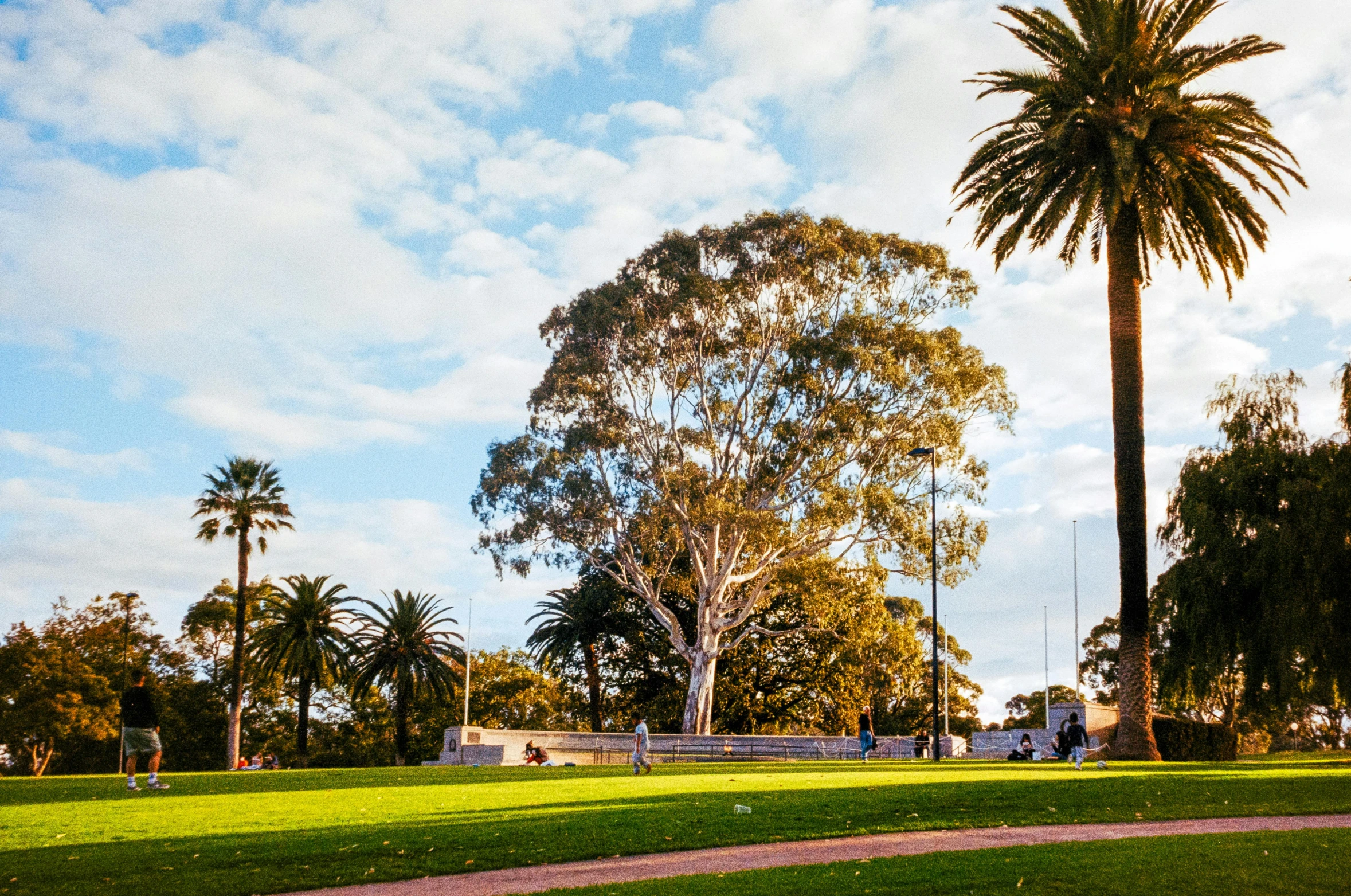 a group of people in a park with palm trees