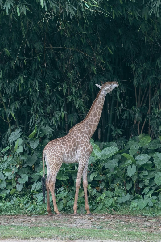 giraffes in front of some tall green leaves on trees
