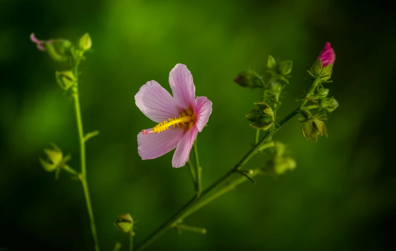 a pink flower blooming in the middle of the forest