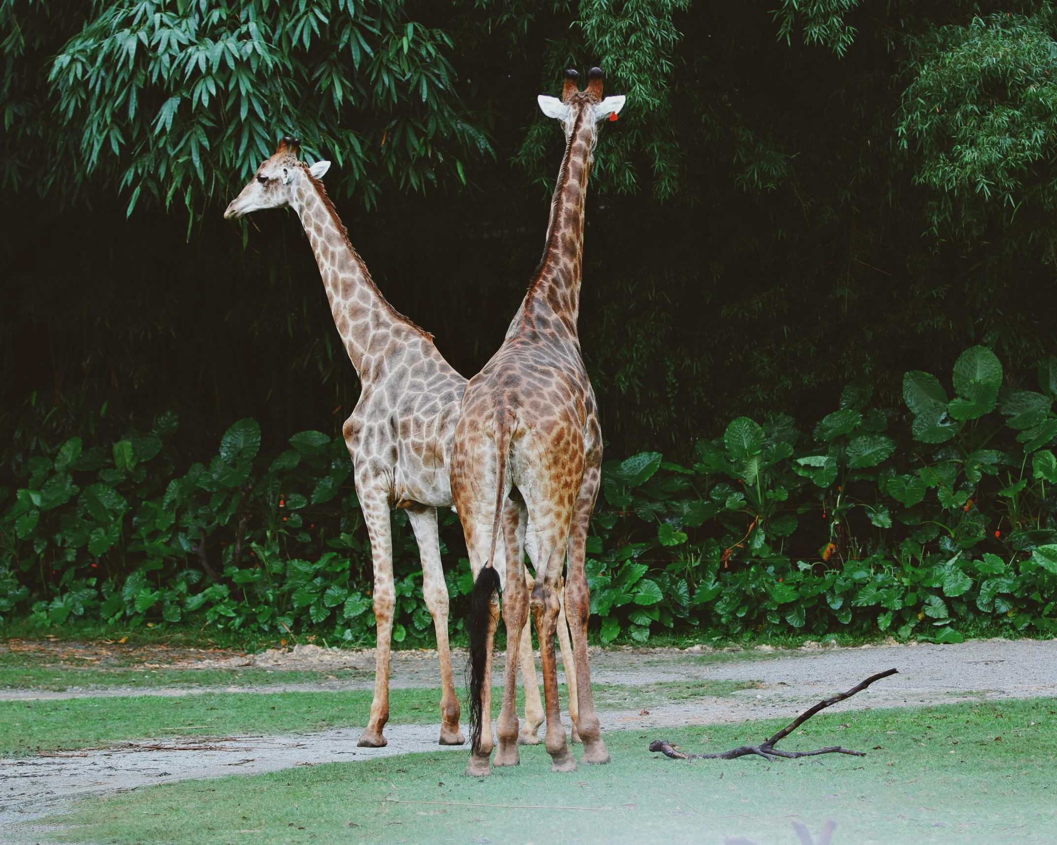 two giraffes stand in the grass beside some trees