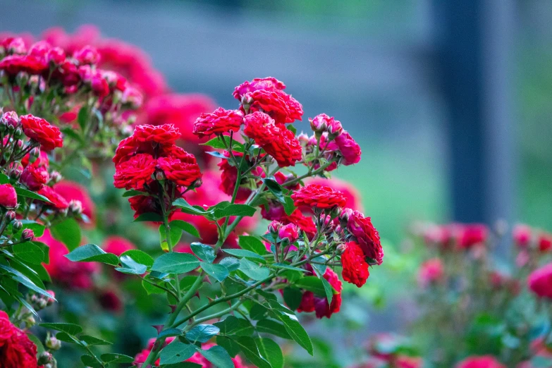 bright red flowers and green foliage are pictured in this po