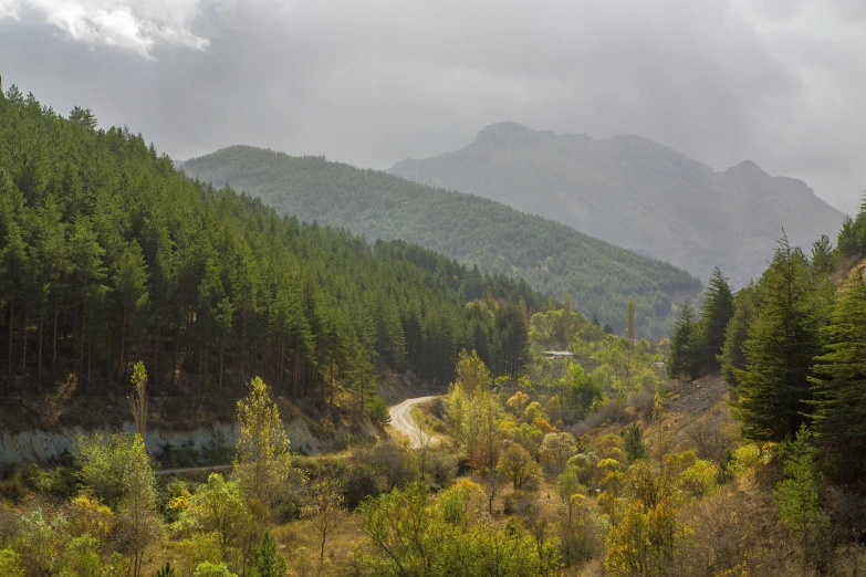 a road near a forested area with mountains in the background