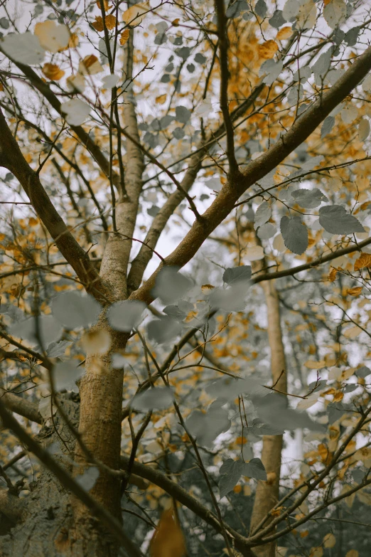 two trees that are standing in the grass