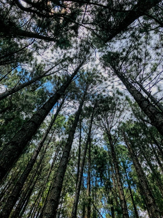 looking up into a forest of tall trees