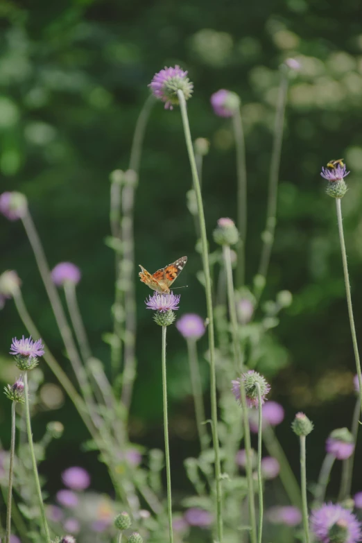 the yellow and red erfly is sitting on the purple flower