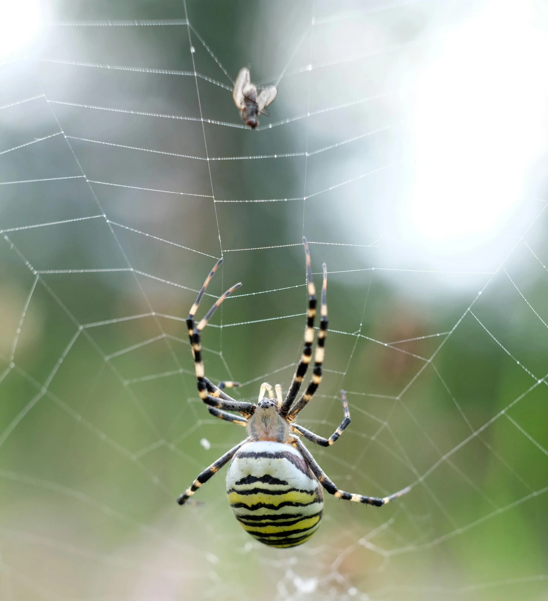 a spider weaving on its web in a field