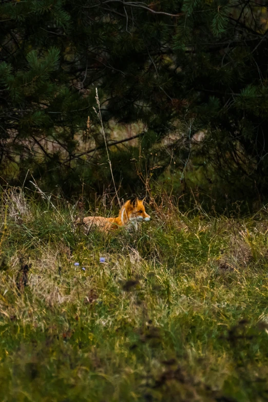 a dog on the grass, with trees in the background