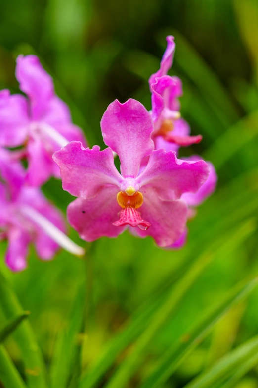 a couple of pink flowers are next to a grassy area