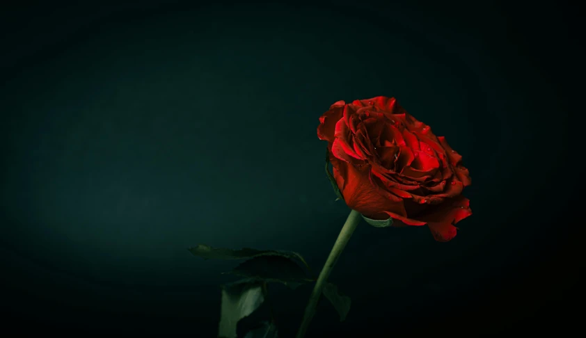 a single red rose sitting in front of a black background