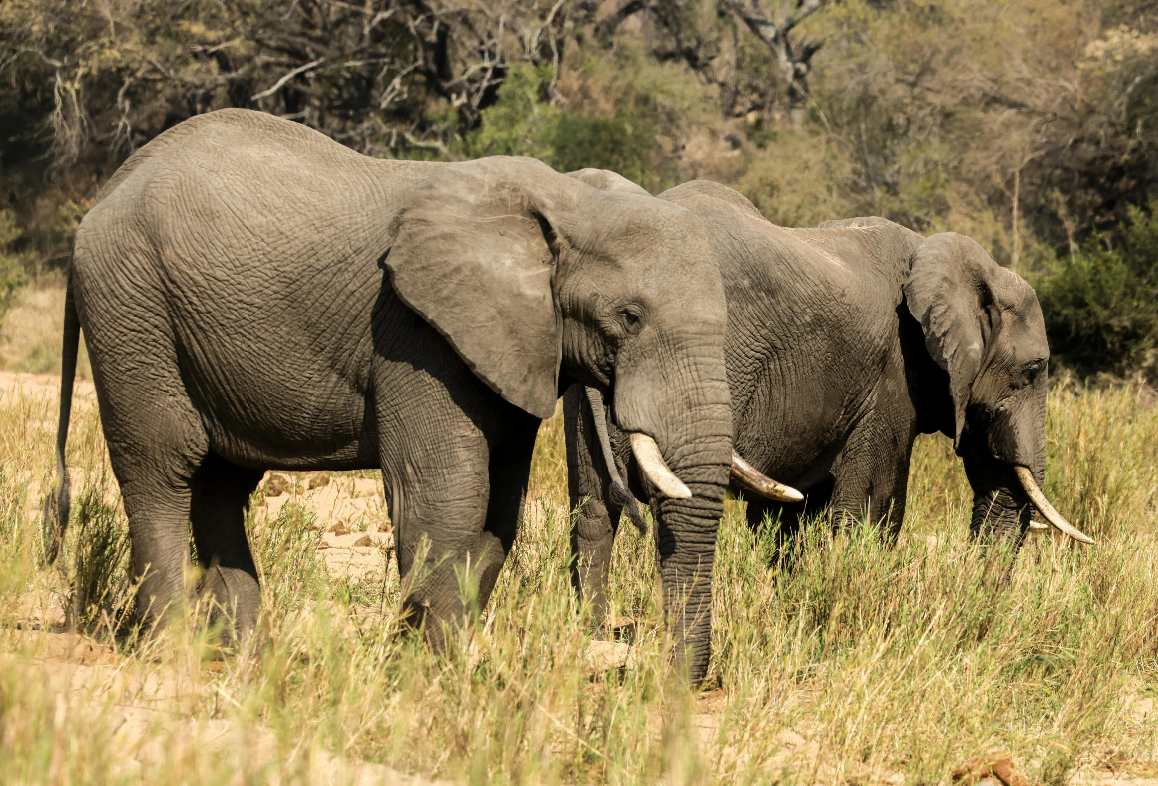 two elephants are walking along the plains together