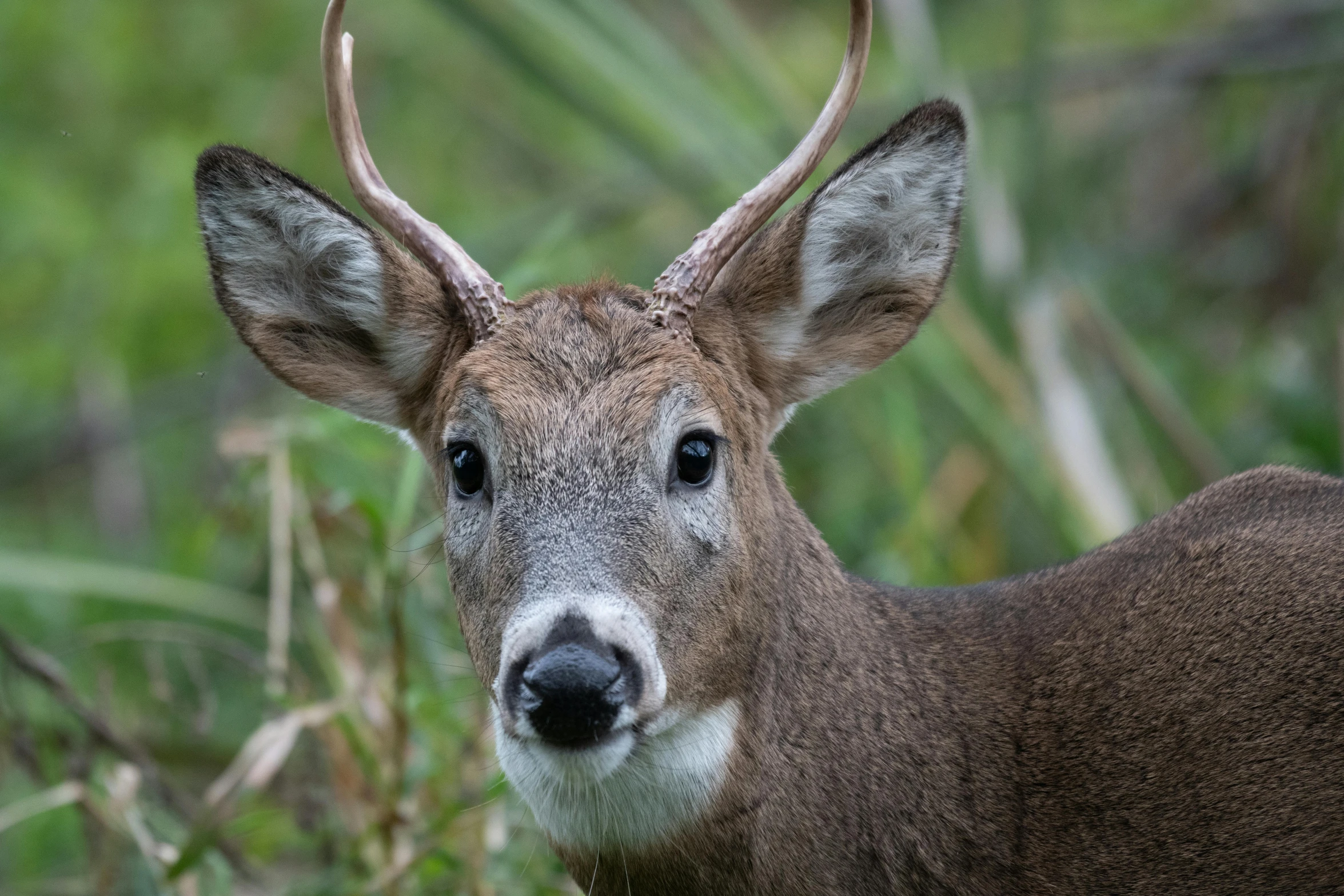 close up of a young deer's face and ears