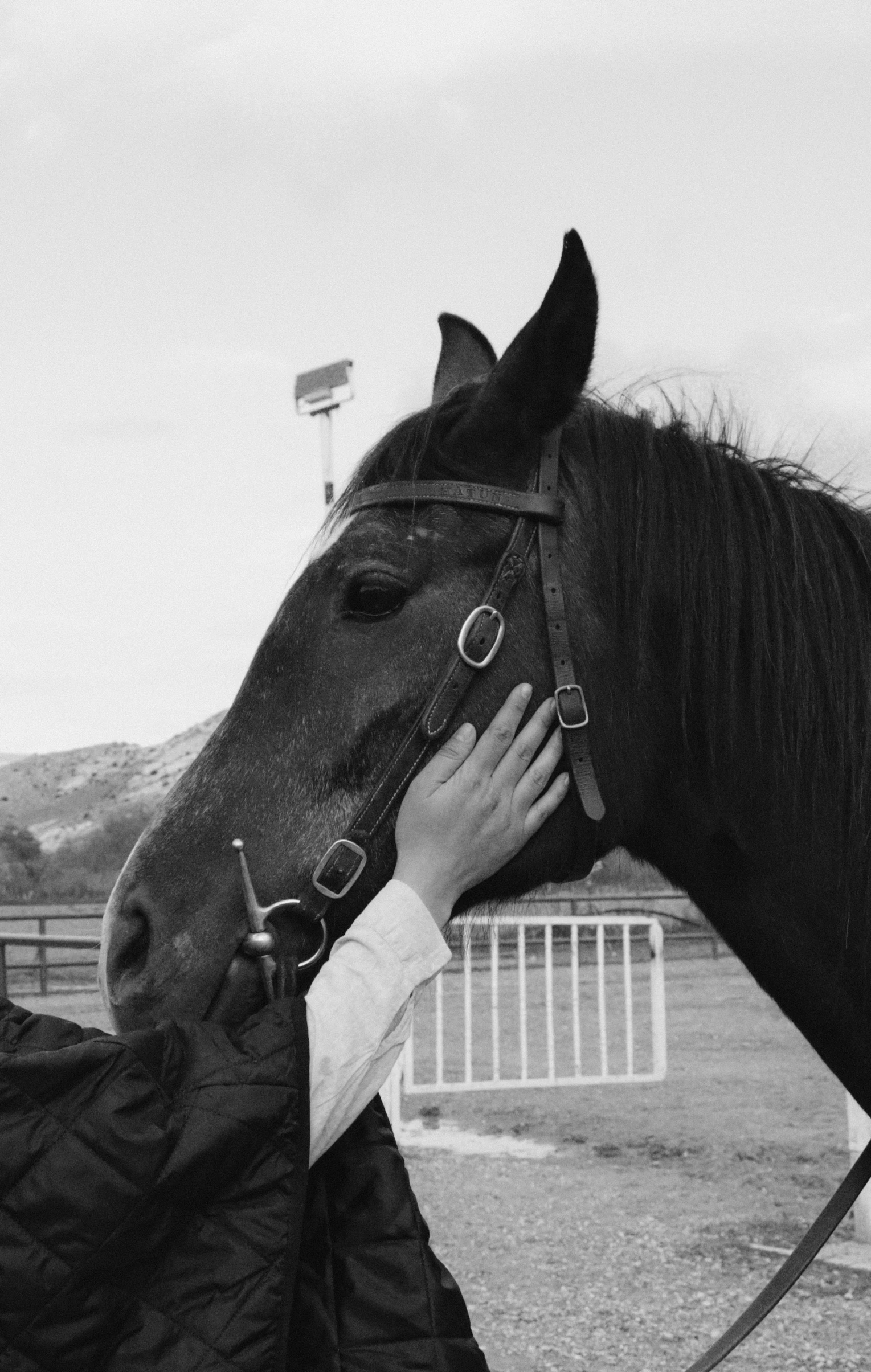 a person leaning their head to pet the nose of a horse