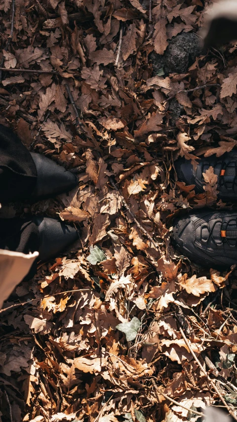 the view from the top of a pair of shoes sitting in leaves