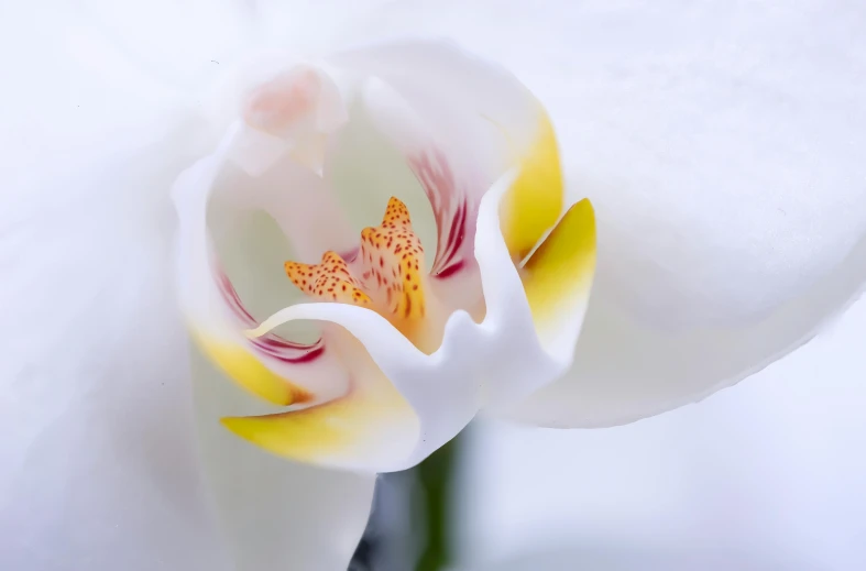 white flower with yellow centers pographed in close up