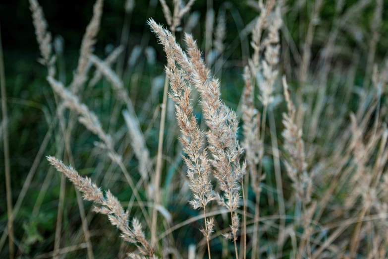 some brown flowers are growing in the field