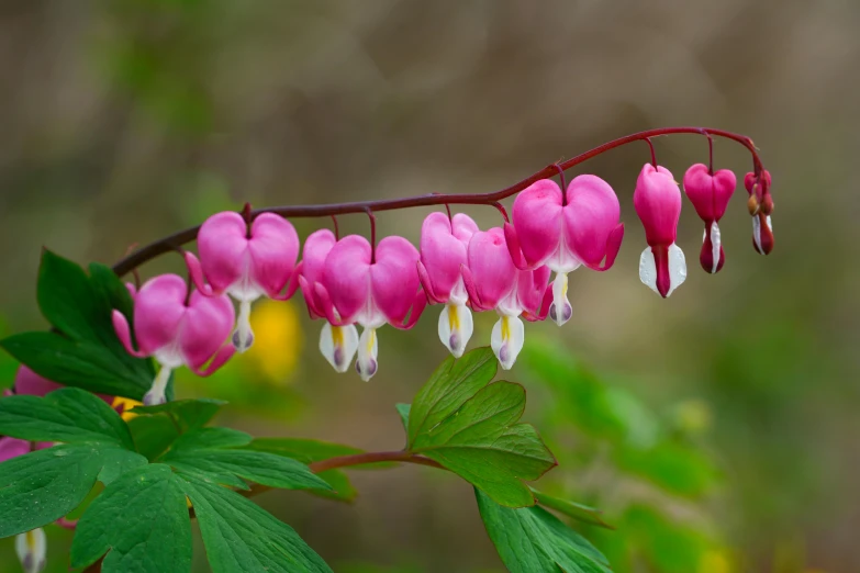 a pink flower that is sitting on a nch