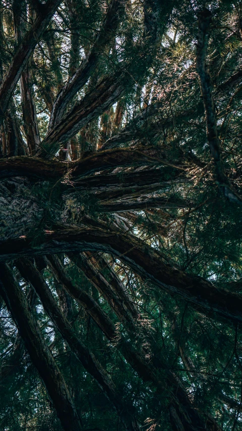 looking up into the canopy of tall trees on a forest