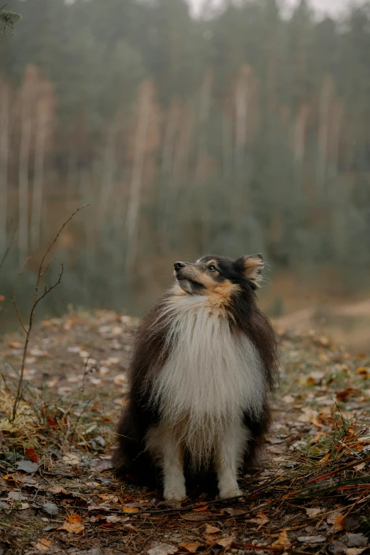 a very cute furry dog standing on some leaves