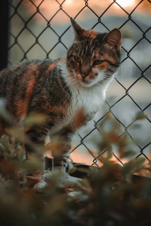 a cat standing next to a fence near plants