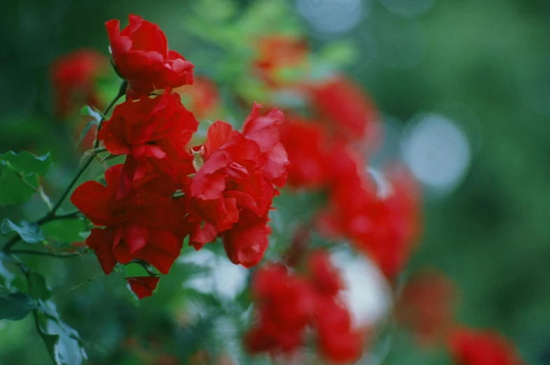 several red flowers in the foreground are blurred