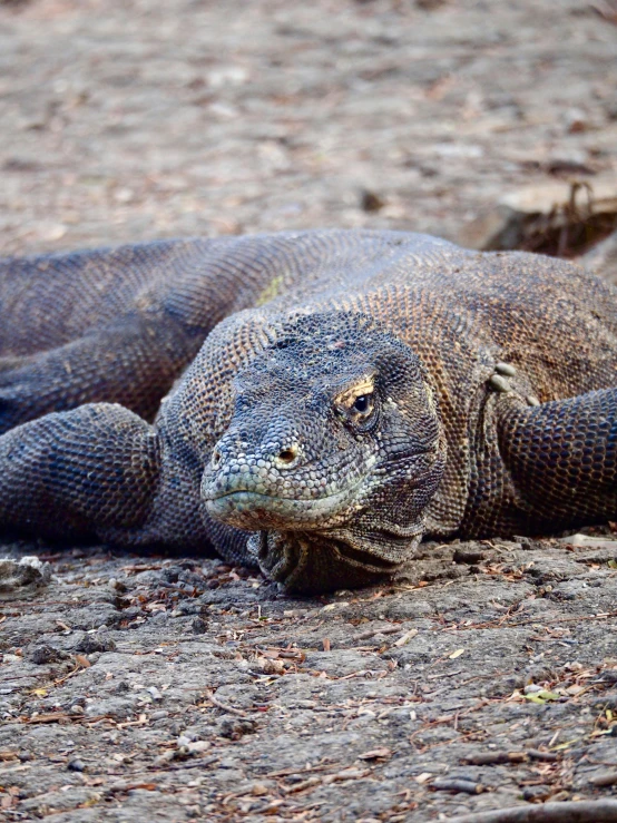 an iguana lying in the dirt with no skin