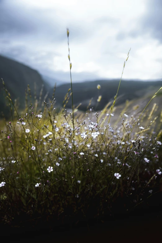 a field filled with lots of grass next to a hillside