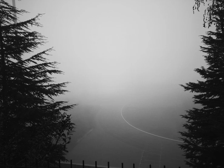 a person walking down the road through some pine trees