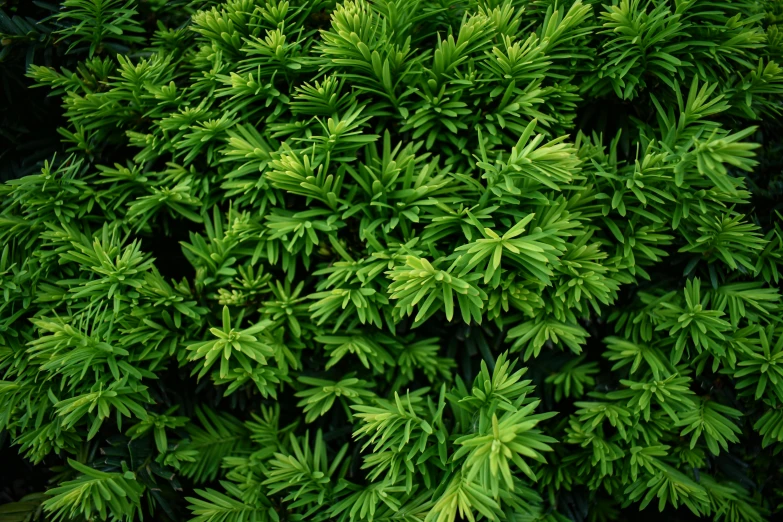 the top view of a plant with lots of green leaves