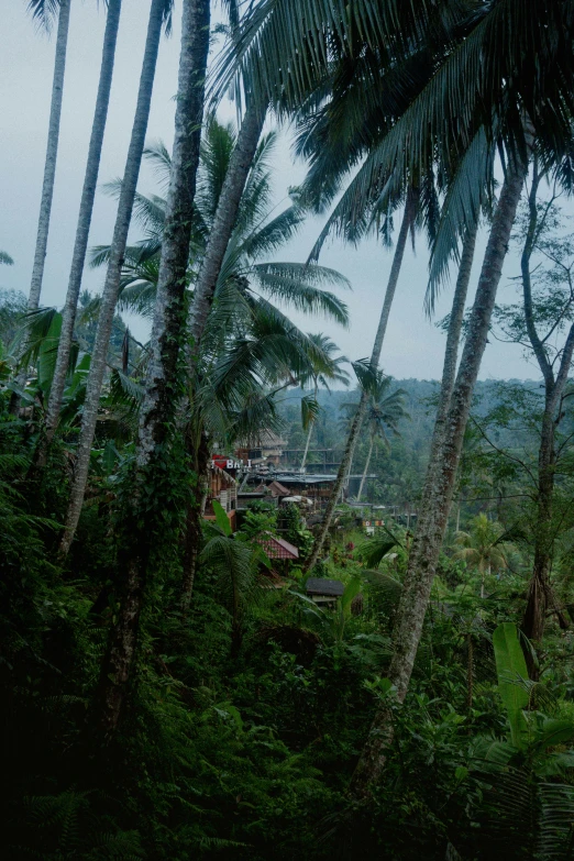 an area with lots of trees and a clock tower in the distance