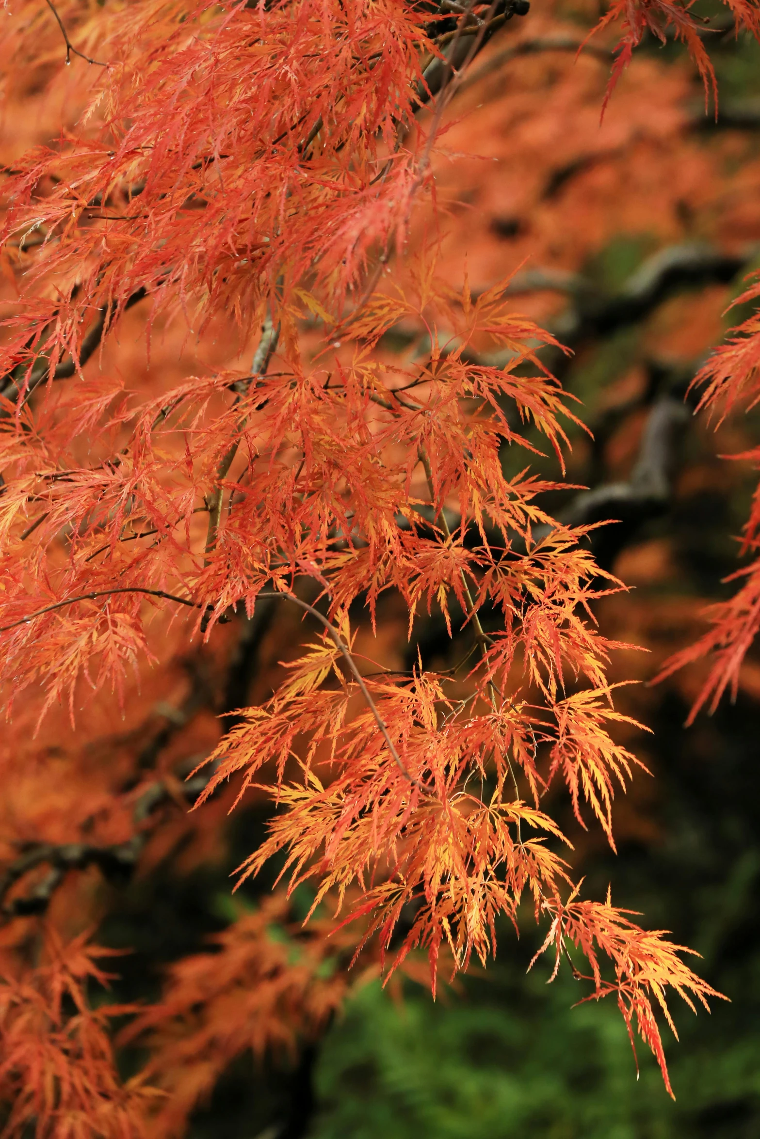 a very pretty red tree with lots of leaves