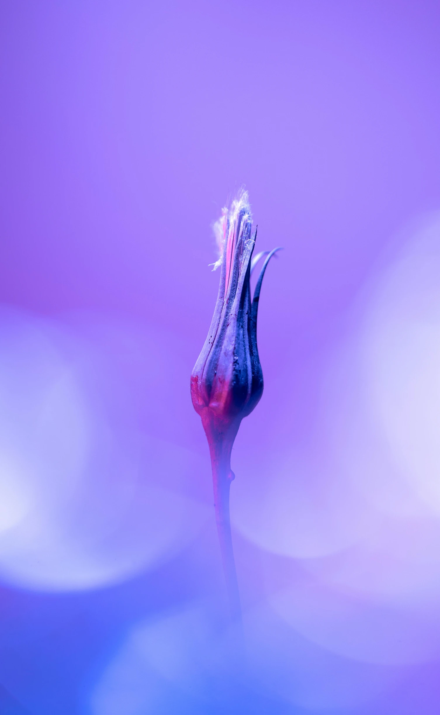 the blue flower is growing out of the water