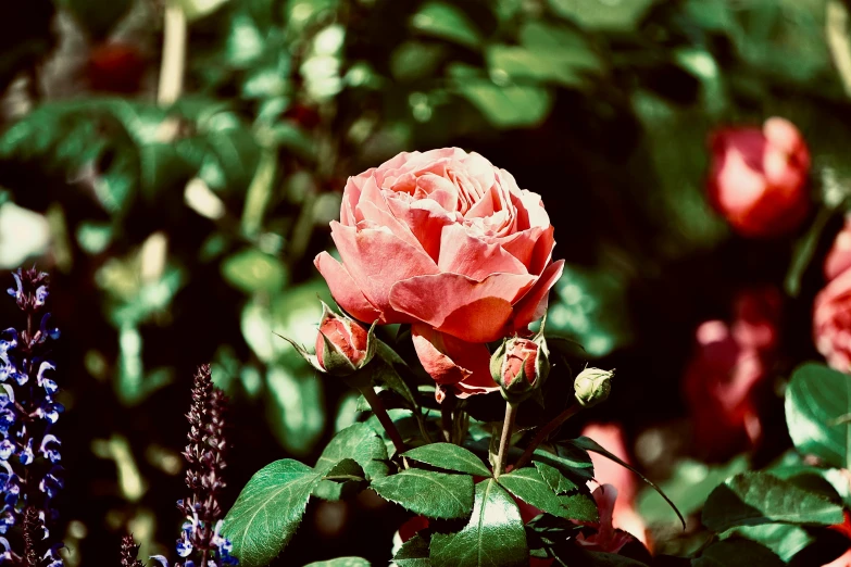 the rose is still blooming on the nch