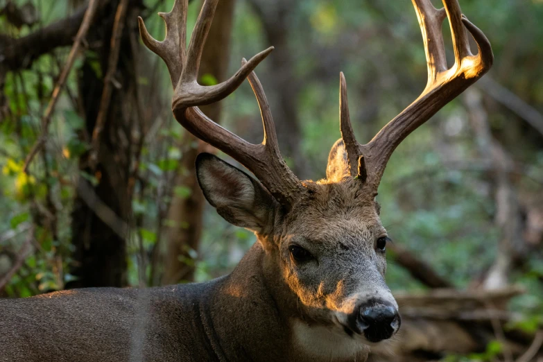 the deer is staring straight ahead in the forest