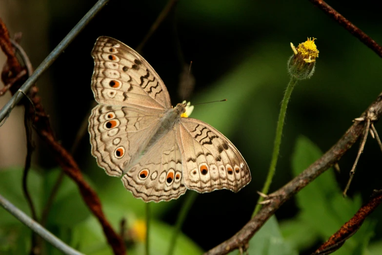 a erfly with spots on its back is perched on a nch