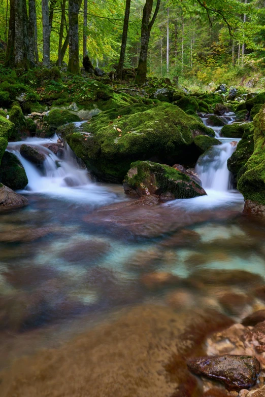 a stream in a beautiful, green and lush forest