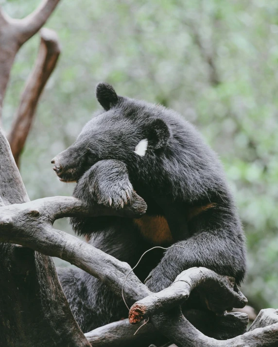 a bear is on a tree limb with his eyes closed