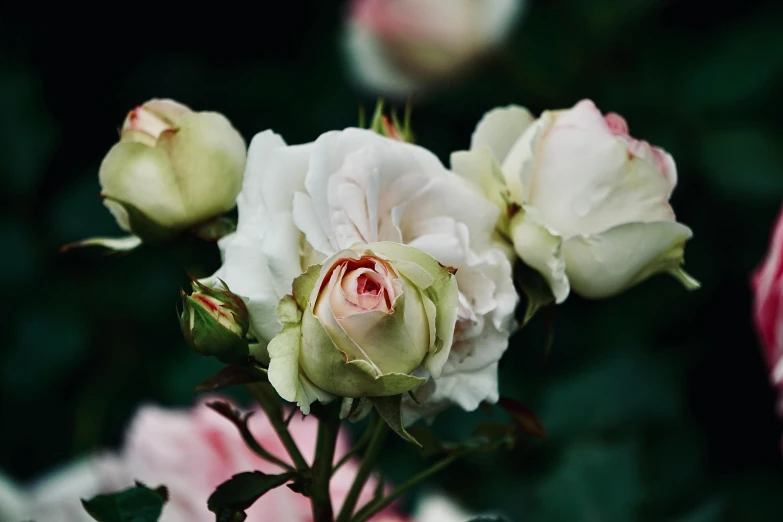 a bouquet of white roses with a pink center