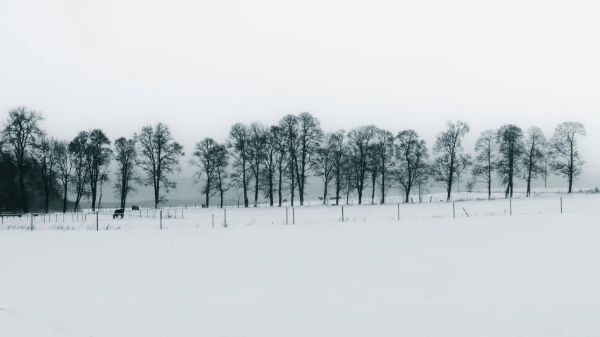 a line of trees on a snowy, gray day