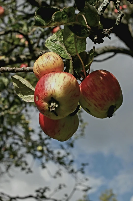 apples are hanging on the nches of an apple tree