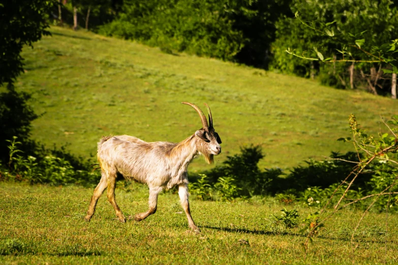 an animal is walking through the grass in the sun