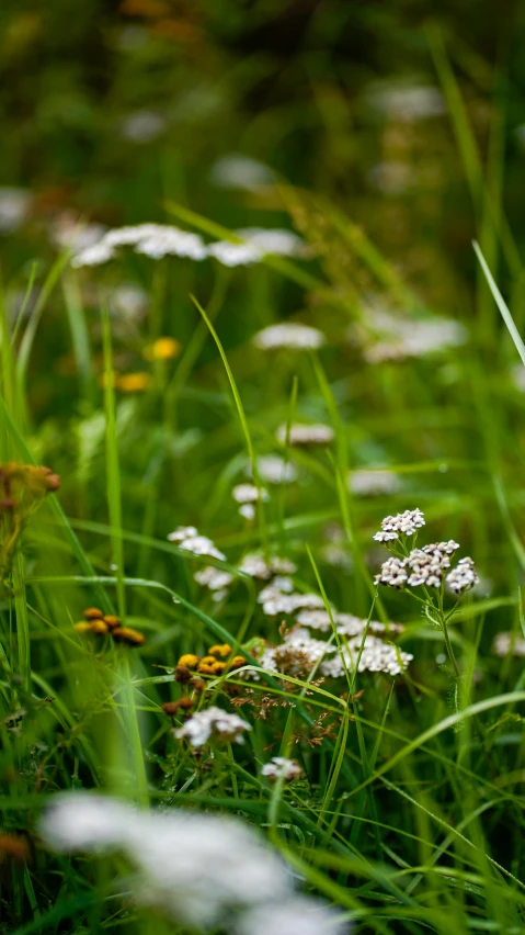 the grass is bright and green in some places