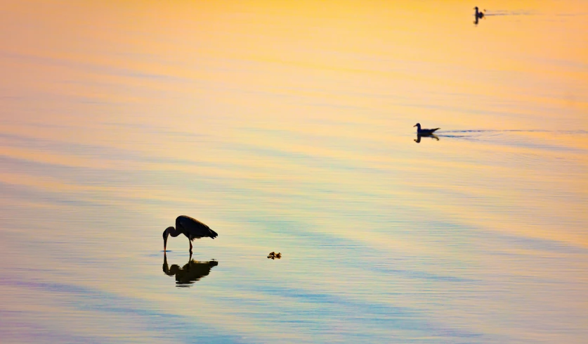 a bird stands on a wet surface, just under the water