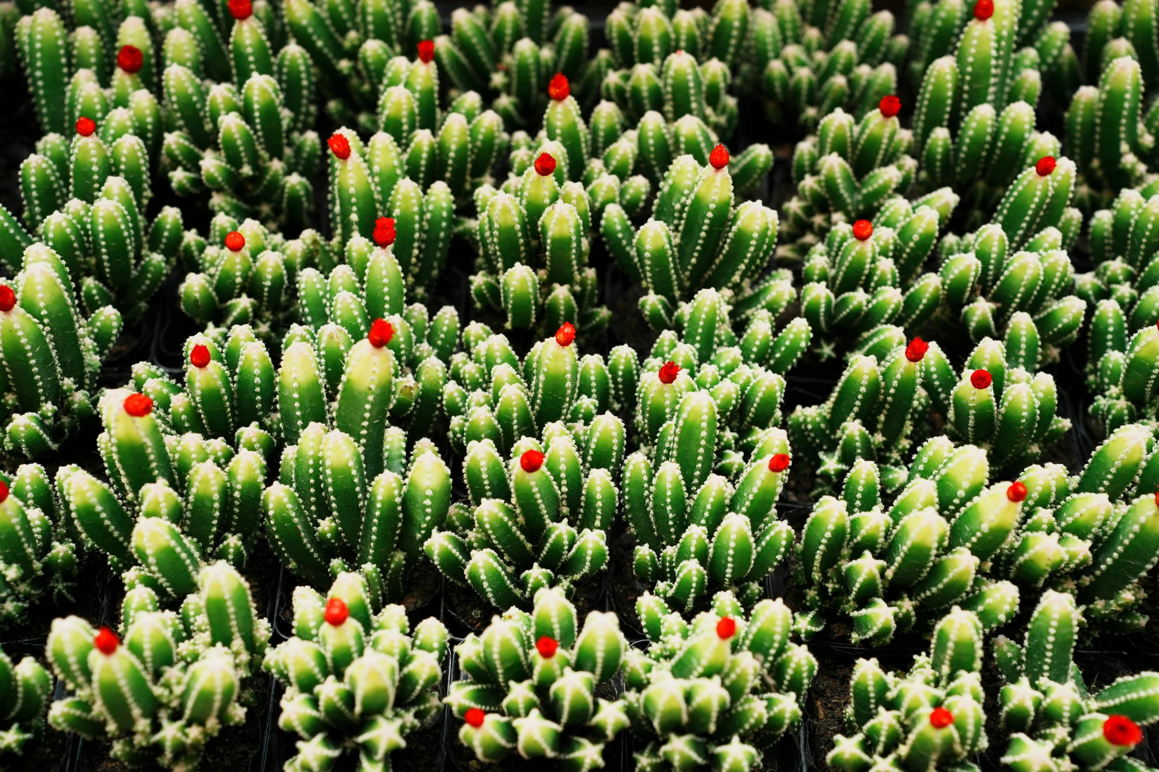 an aerial view of a group of green plants