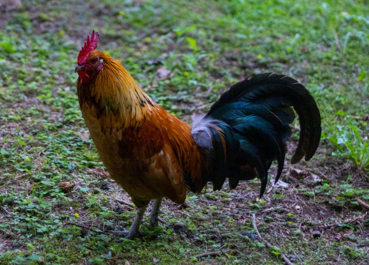 a close up of a rooster walking in the grass