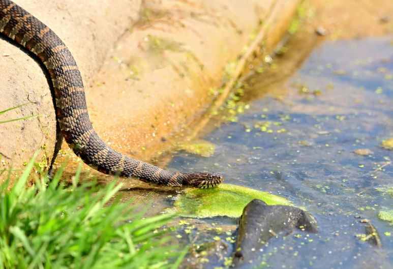 the large snake is eating the plant in the water