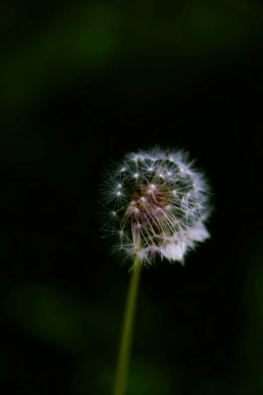 a single dandelion standing out against the dark background