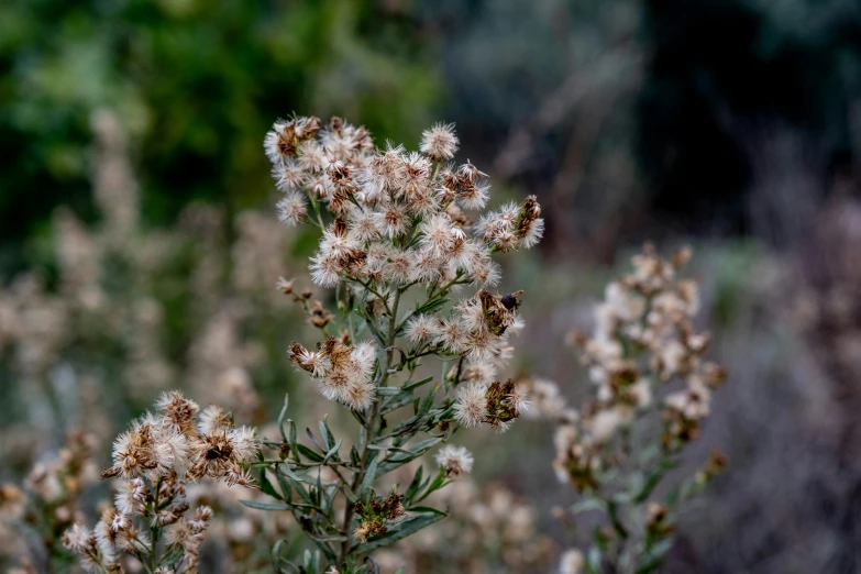 a plant that has several small flowers on it