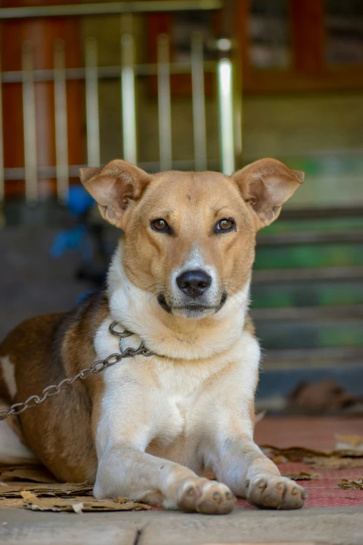 a small brown dog  to a chain